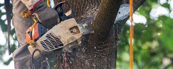 Lawn Pest Prevention in Westlake, TX